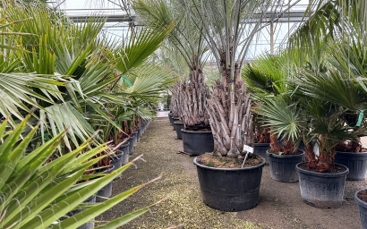 butia capita